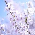 4月に咲く花一覧