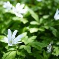 キンポウゲ科の植物一覧