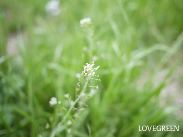 ナズナ小 ナズナ