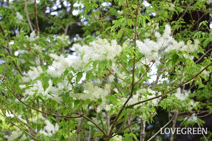 アオダモ1 アオダモ