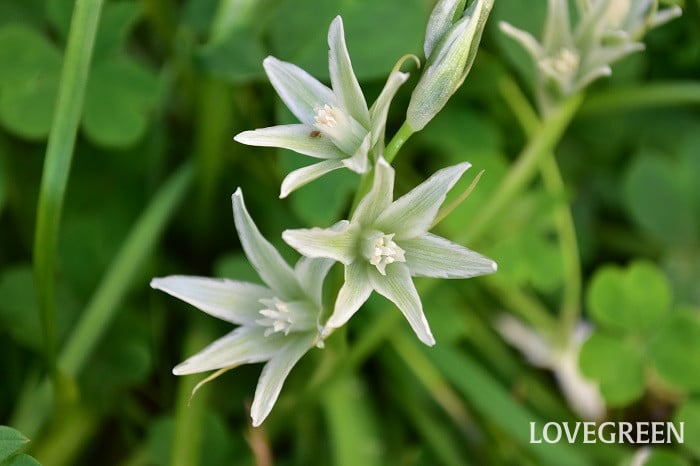 オーニソガラムヌタンス2 オーニソガラムヌタンス