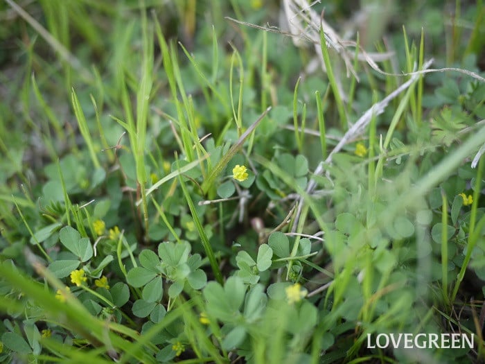 コメツブツメクサ小 コメツブツメクサ