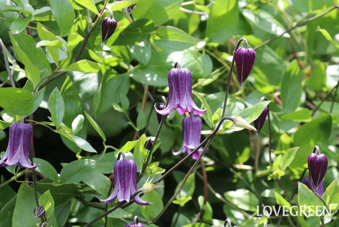 クレマチス クレマチス 育て方 剪定 種類 切り花 飾り方 系統 常緑 落葉