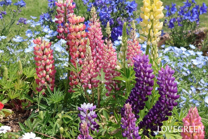 ルピナス ルピナス