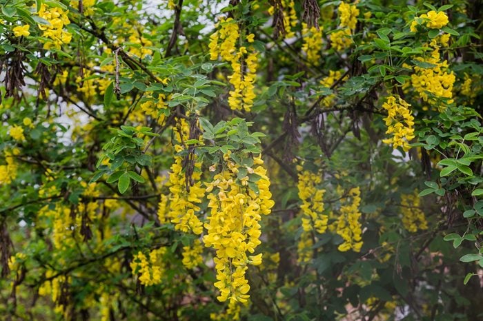 キングサリ Adobestock