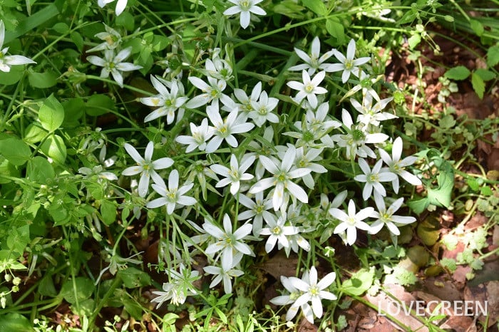 オオアマナ3 オオアマナ