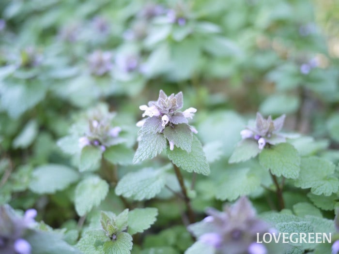 ヒメオドリコソウ小 ヒメオドリコソウ
