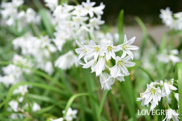 アリウム・トリケトラム1 アリウム・トリケトラム1