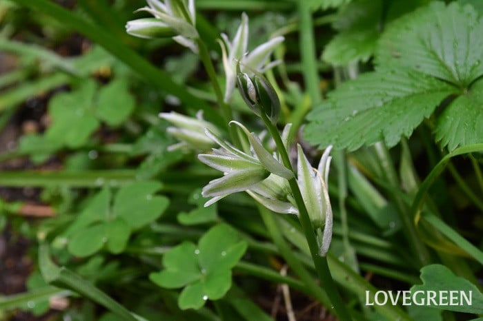 オーニソガラムヌタンス1 オーニソガラムヌタンス