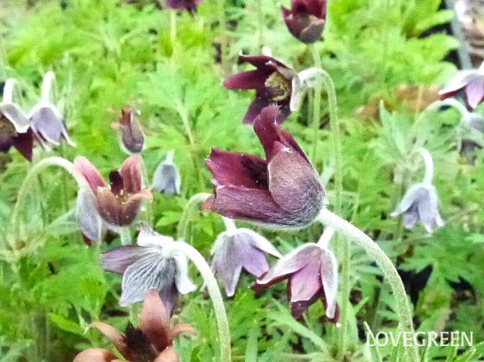 オキナグサ小 オキナグサ