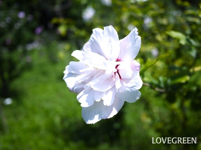 ムクゲ小 ムクゲ(木槿)