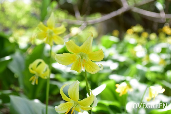 キバナカタクリ6 キバナカタクリ