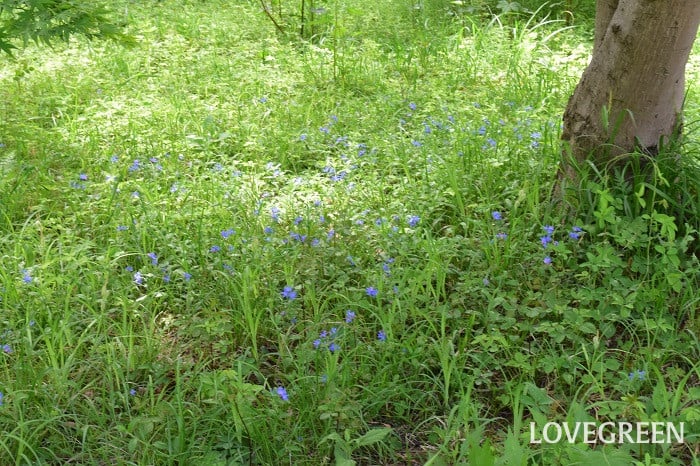 ホタルカズラ4 ホタルカズラ