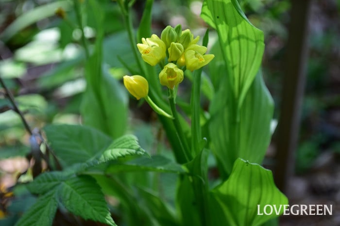 キンラン5 キンラン