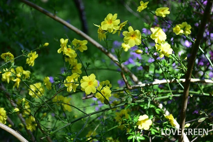 ウンナンオウバイ3 ウンナンオウバイ