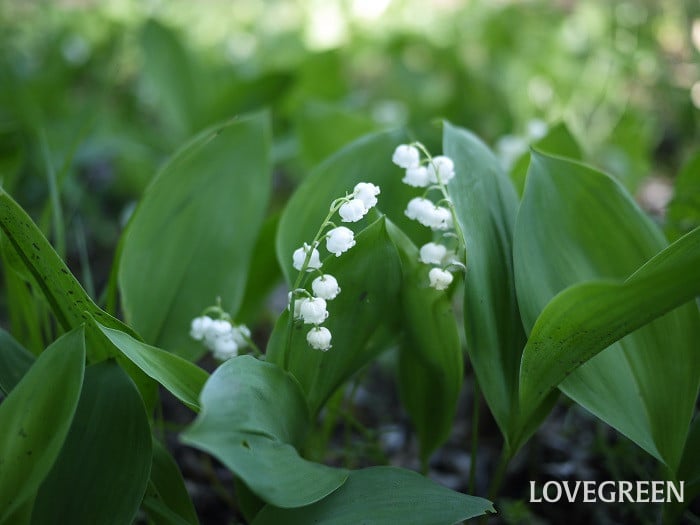 スズラン小 スズラン