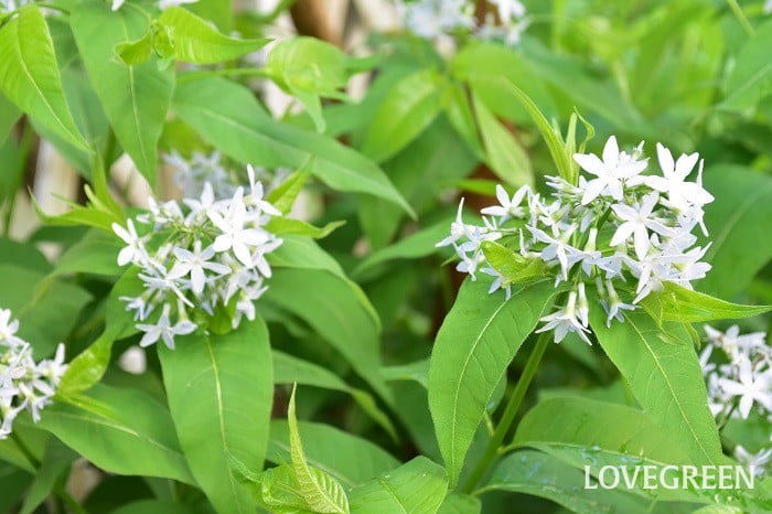 チョウジソウ1 チョウジソウ(丁字草)
