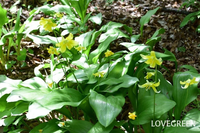 キバナカタクリ3 キバナカタクリ