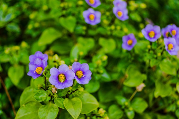 エキザカム　ベニヒメリンドウ　Adobestock