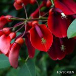 アメリカデイゴ（カイコウズ）の育て方・栽培方法 | LOVEGREEN(ラブ