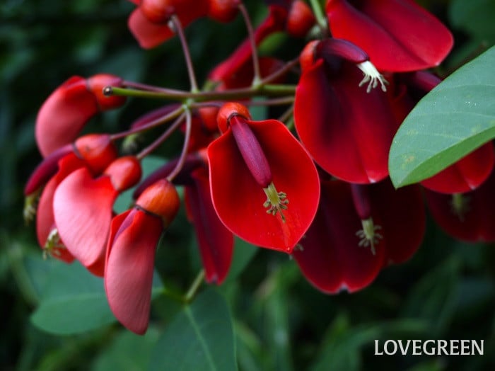 アメリカデイゴ小 デイゴ