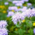 季節の花一覧【夏】