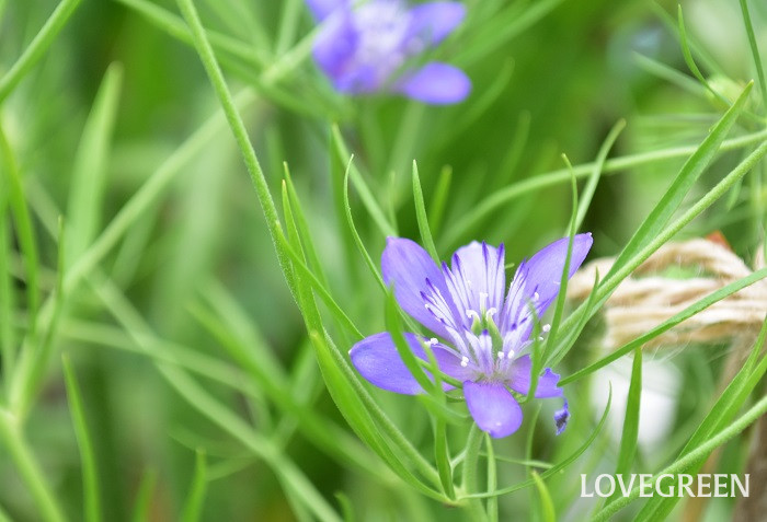ニゲラブルースター ニゲラブルースター