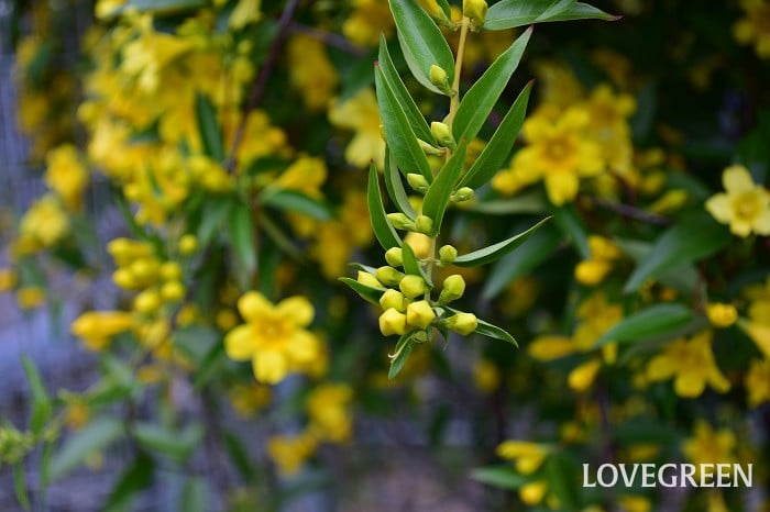 カロライナジャスミン5 カロライナジャスミン