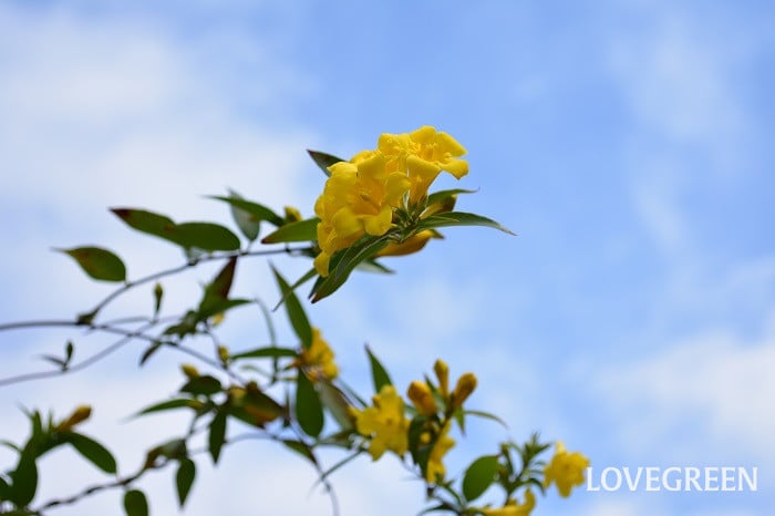 カロライナジャスミン3 カロライナジャスミン