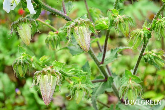 ミショウキシア2 ミショウキシア・カンパニュロイデスMichauxia campanuloides