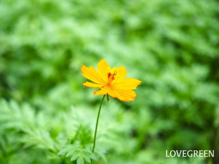 夏の日差しに強い花一覧|暑さに強く夏が大好きな花たち | LOVEGREEN(ラブグリーン)