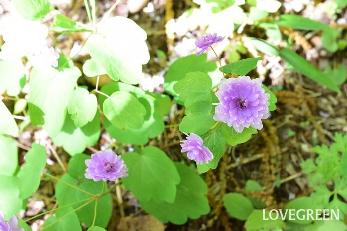 バイカカラマツ1 バイカカラマツ