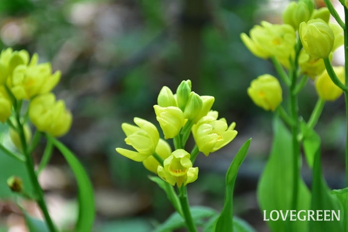 キンラン4 キンラン