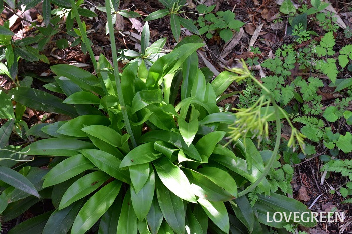 ショウジョウバカマ5 ショウジョウバカマ