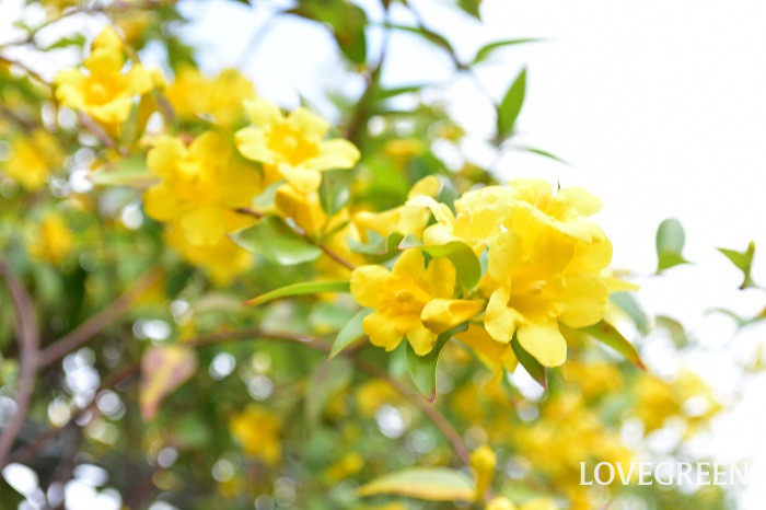 カロライナジャスミン2 カロライナジャスミン