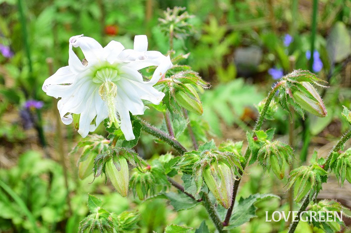 ミショウキシア1 ミショウキシア・カンパニュロイデス