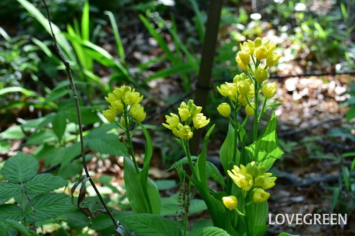 キンラン2 キンラン