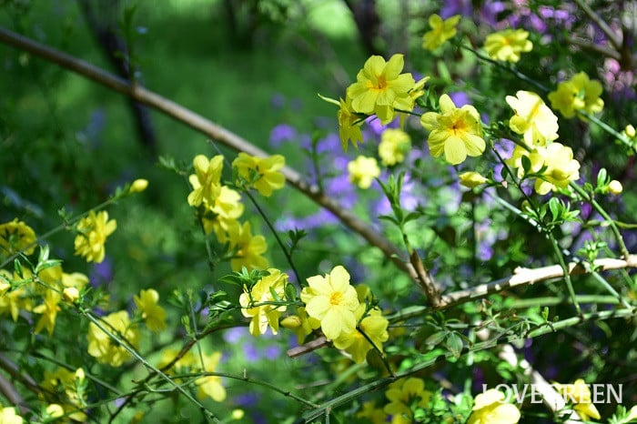 ウンナンオウバイ2 ウンナンオウバイ