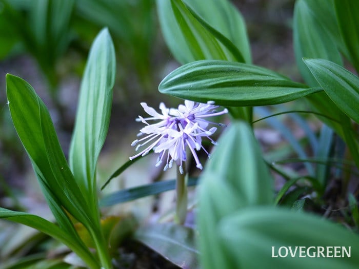 ショウジョウバカマ ショウジョウバカマ