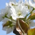 canva 梨の花