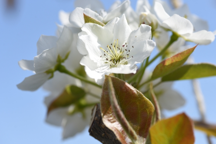 canva 梨の花