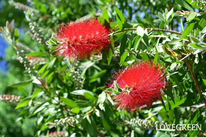 ブラシノキ1 ブラシノキ