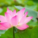 canva 蓮（ハス）