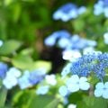 6月に咲く花一覧|野草、ガーデニングの花、花木、ハーブまで花言葉を添えて