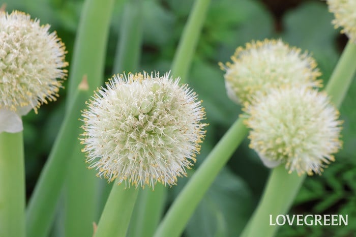 ネギの花 ネギの花