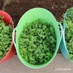 春菊 シュンギク