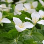 オオバナノエンレイソウ 大花延齢草