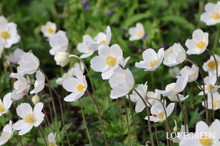アネモネシルベストリス アネモネシルベストリス