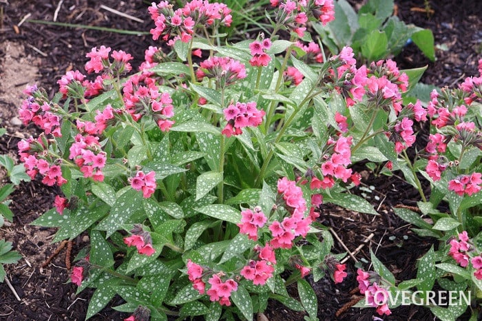 プルモナリア プルモナリア