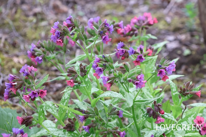 プルモナリア プルモナリア